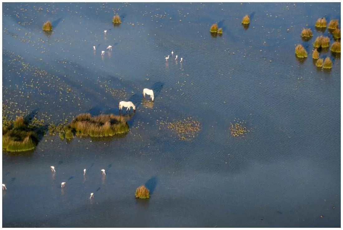 Camargue Aigues-Mortes 11