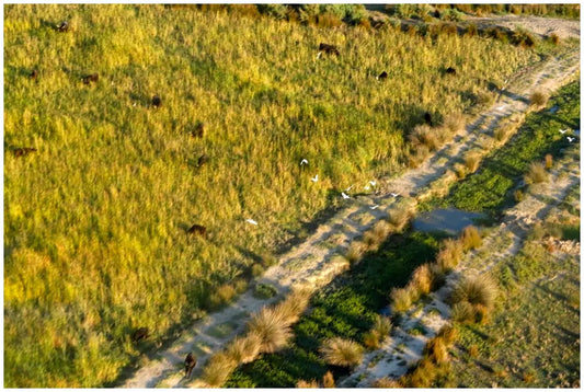 Camargue Aigues-Mortes 3